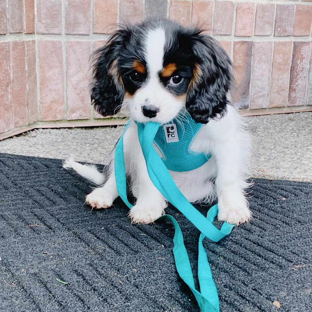 teacup Cavalier King Charles Spaniel