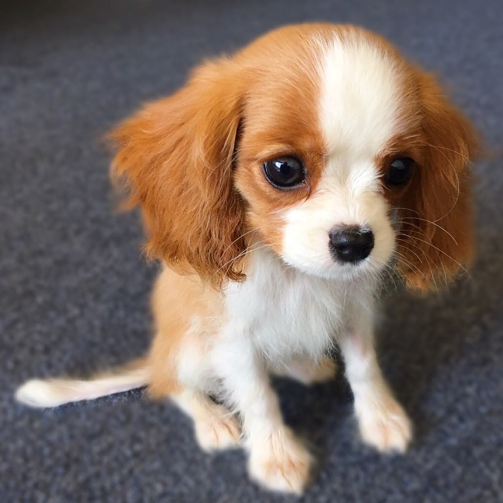 teacup Cavalier King Charles Spaniel