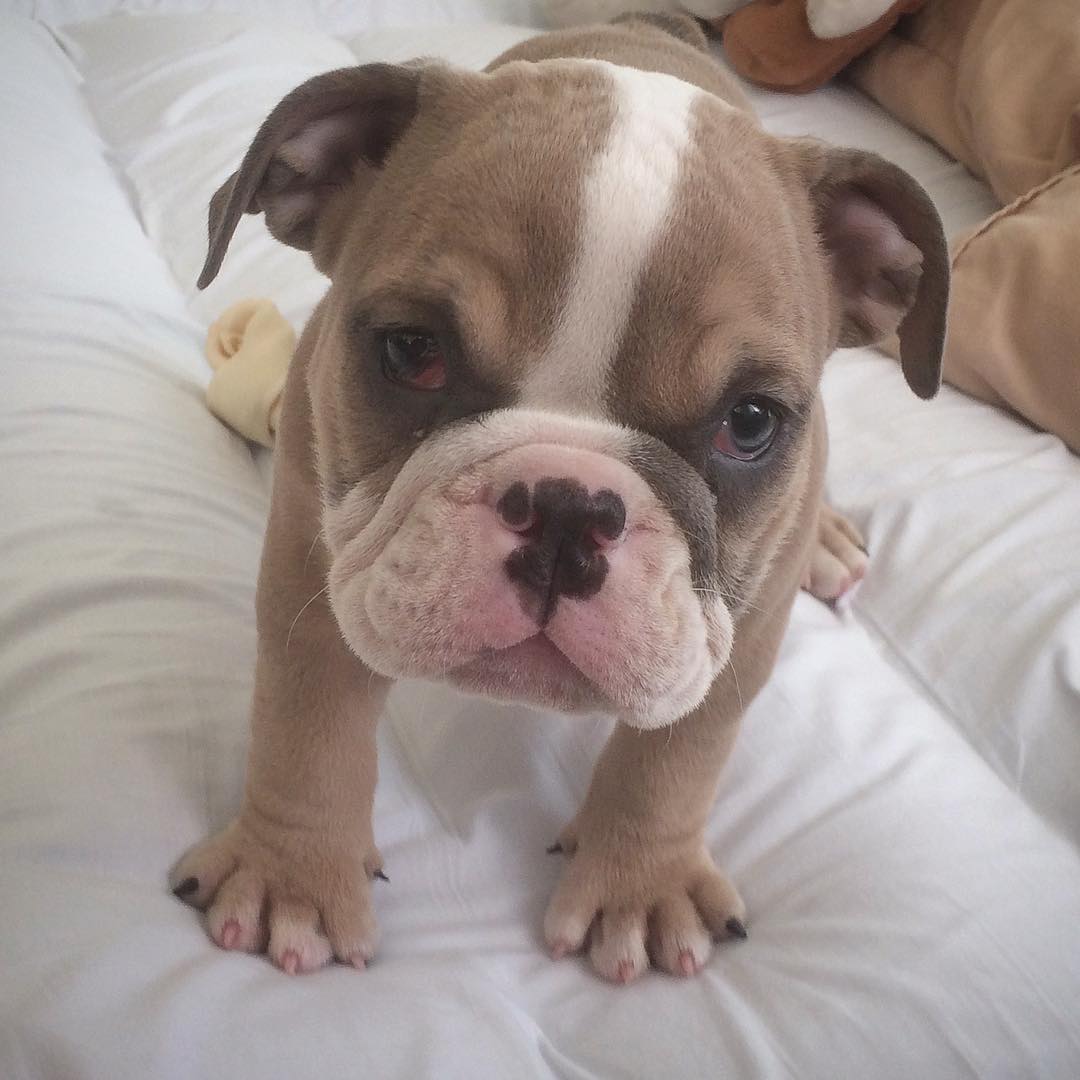 orange and white english bulldog