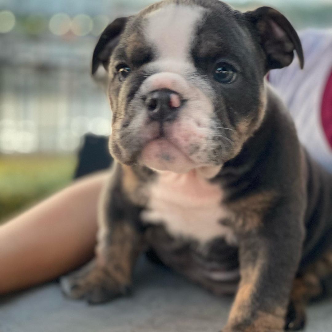 black and white english bulldog