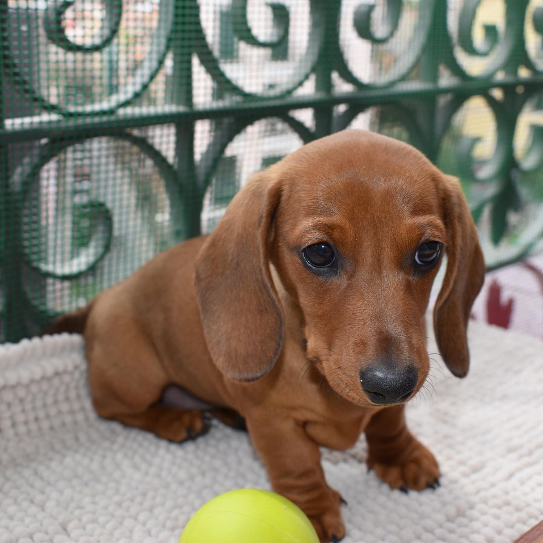 teacup Cavalier King Charles Spaniel