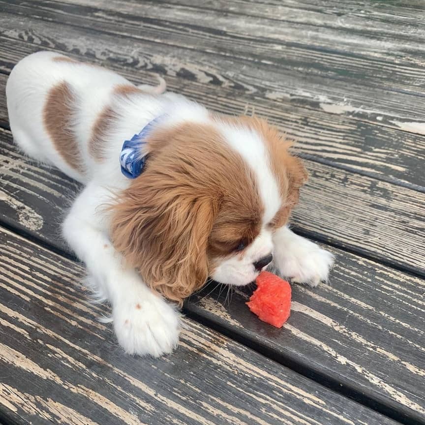 teacup Cavalier King Charles Spaniel