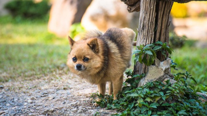 Why Do Pomeranians Pee Everywhere? 