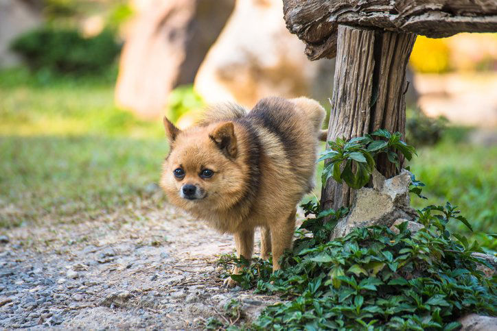 Why Do Pomeranians Pee Everywhere?