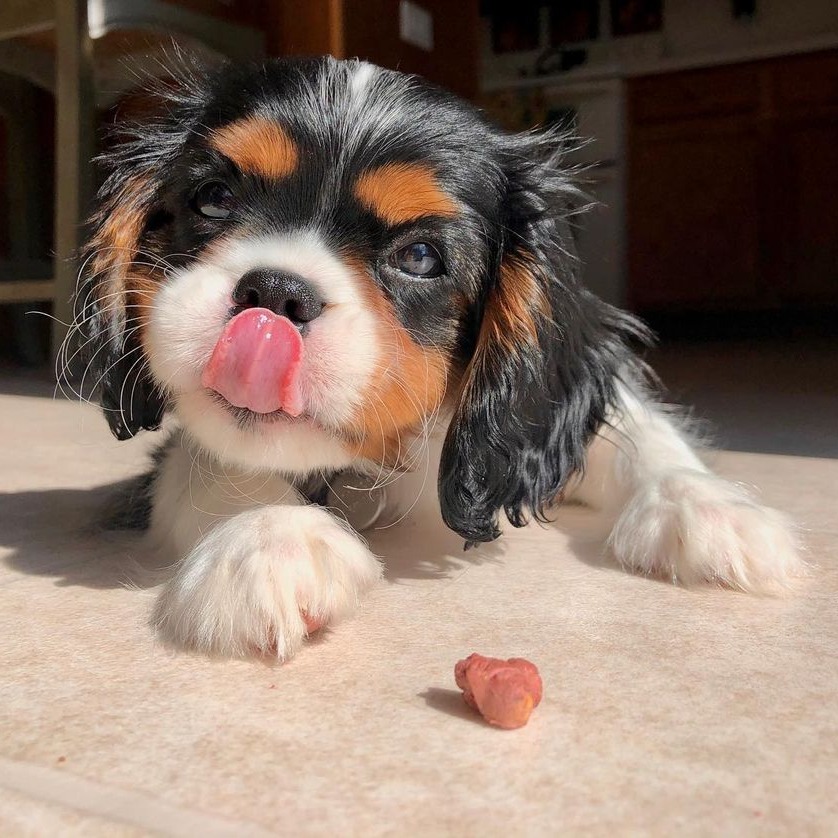 teacup Cavalier King Charles Spaniel