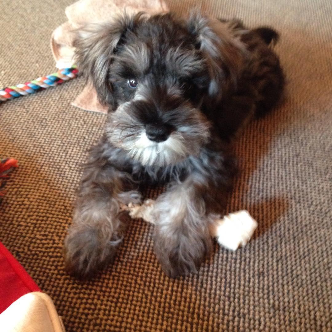 Male schnauzer for sale