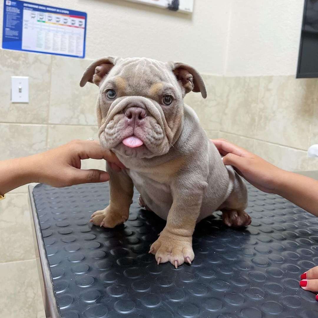 grey and white english bulldog