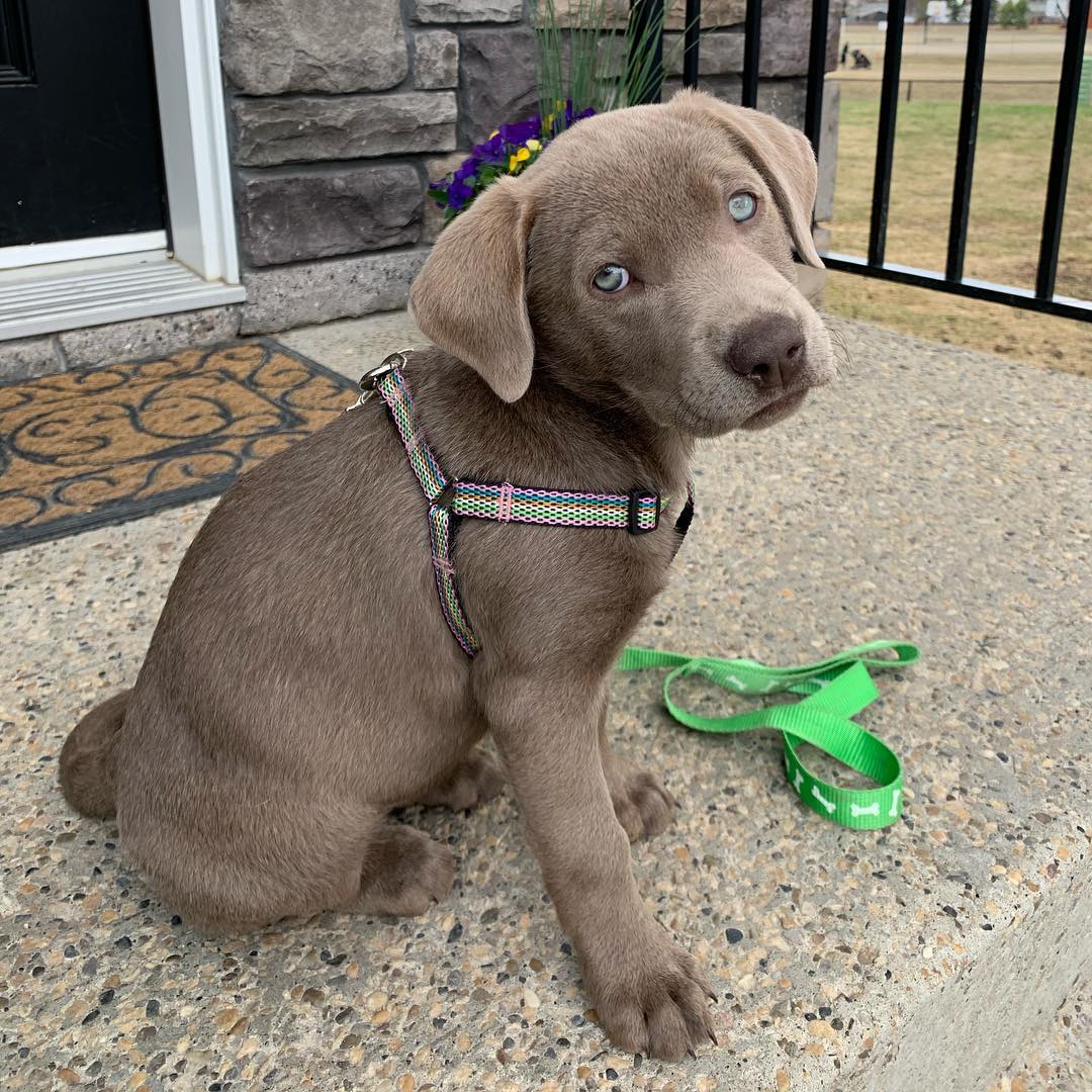 teacup Cavalier King Charles Spaniel for sale near me