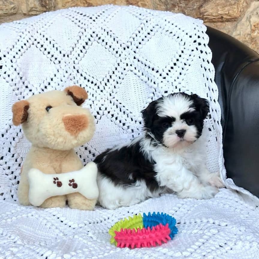 Shih tzu for sale