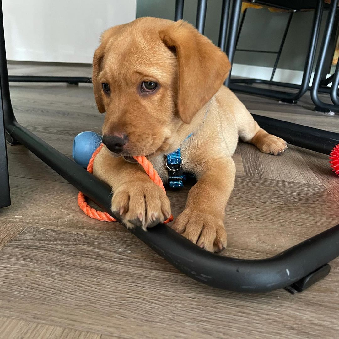 Male Cavalier King Charles Spaniel for sale