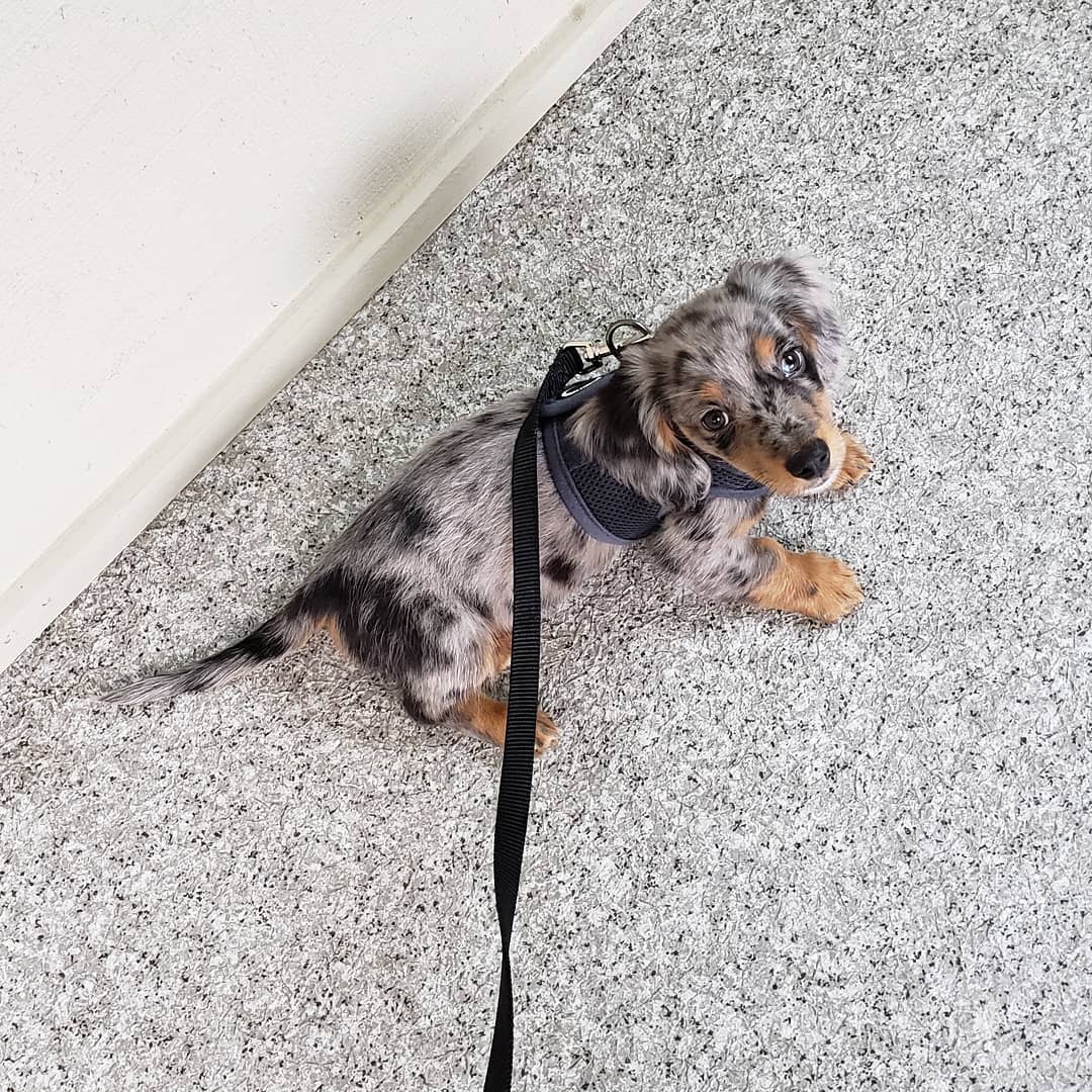 teacup Cavalier King Charles Spaniel