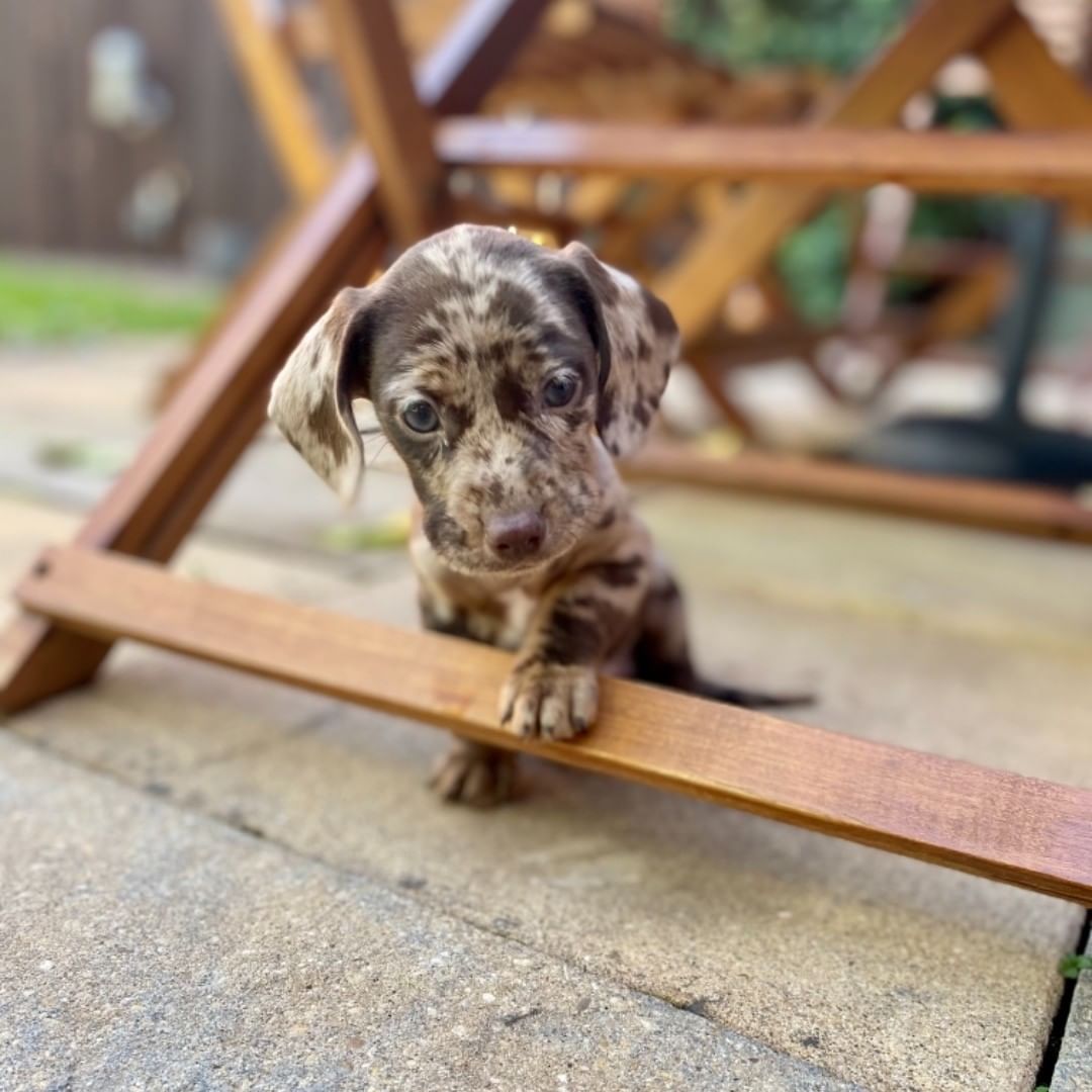 teacup Cavalier King Charles Spaniel