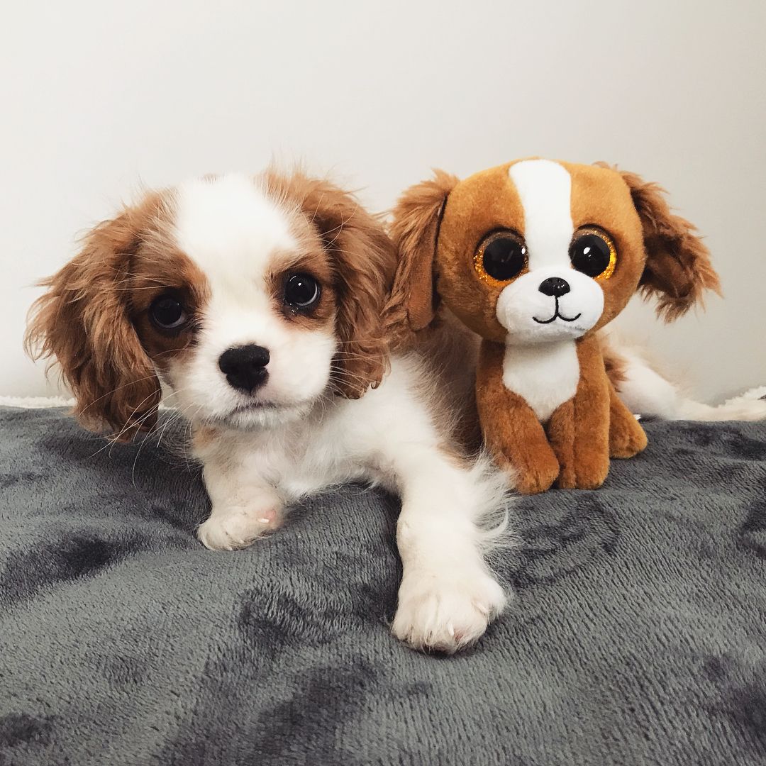 teacup Cavalier King Charles Spaniel