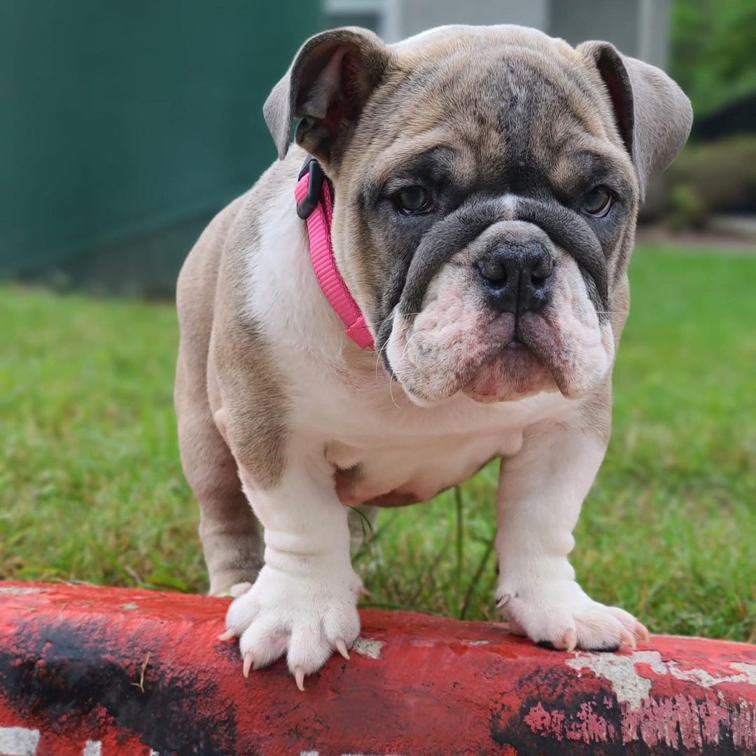 orange and white english bulldog