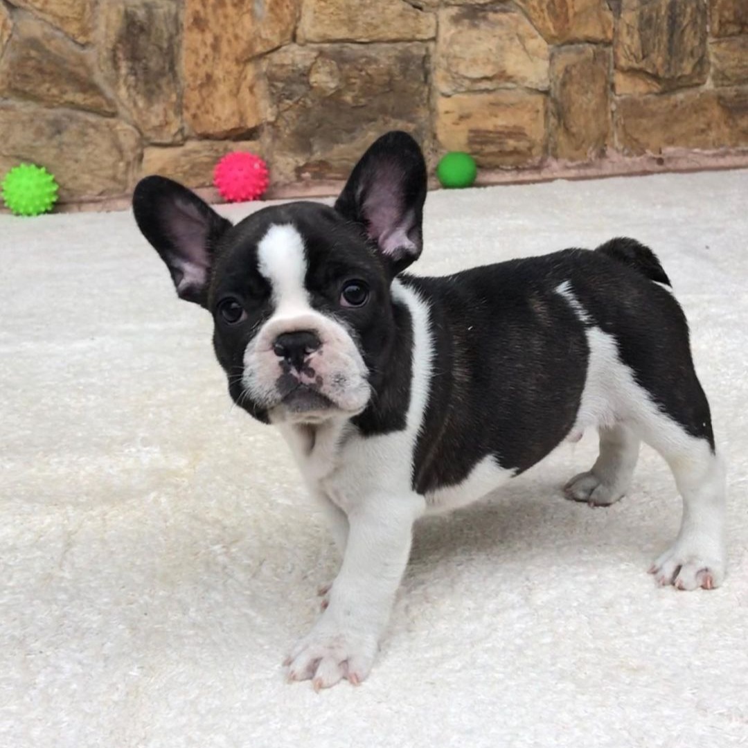 white and black French Bulldog