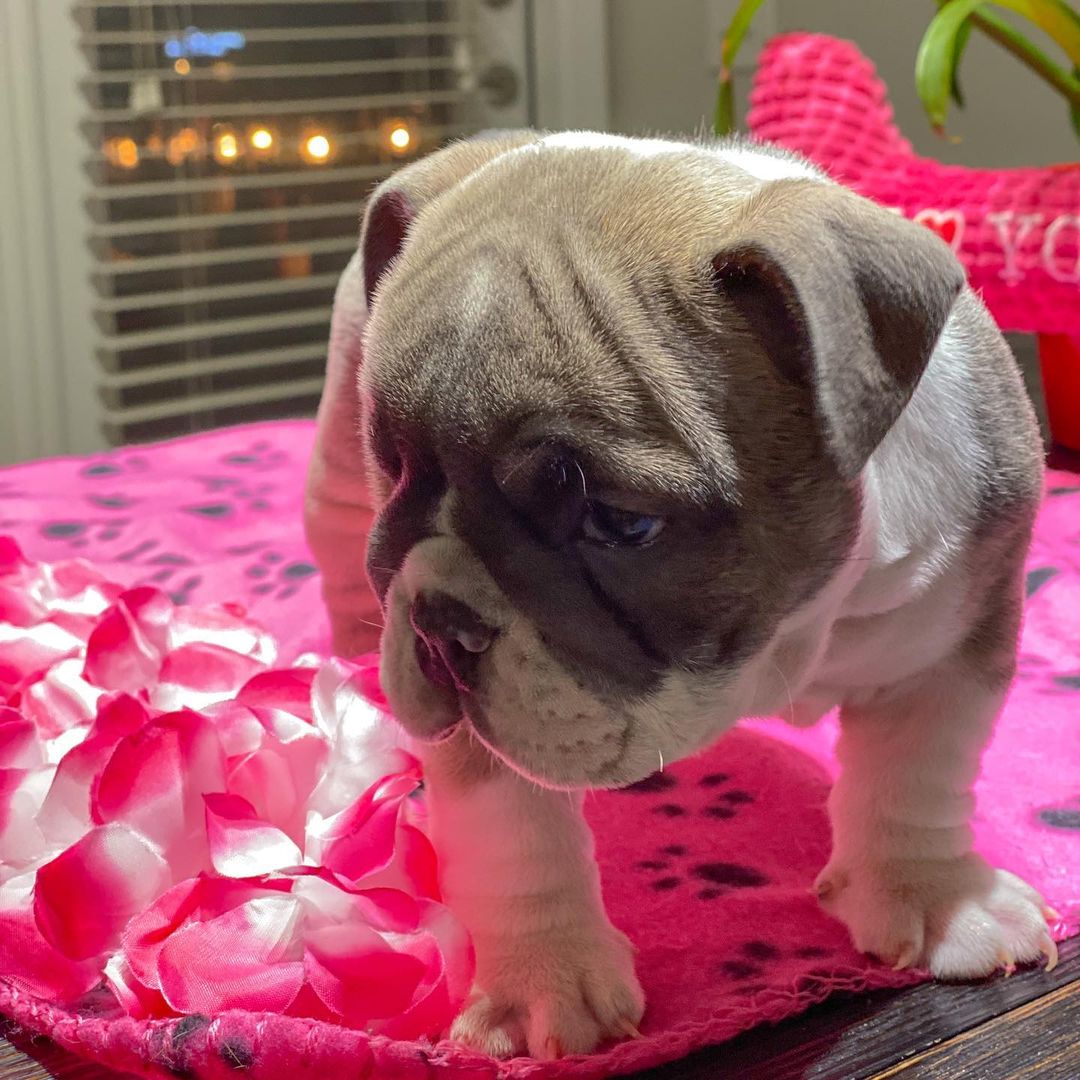 orange and white english bulldog