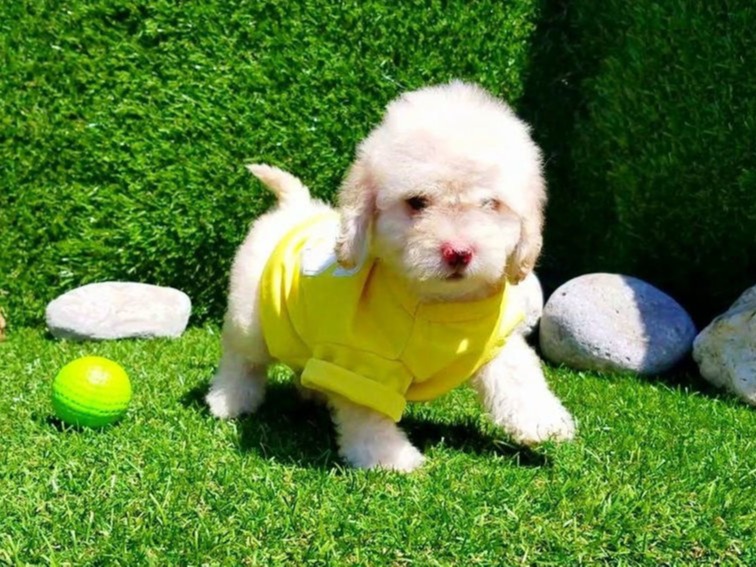 maltipoo for sale