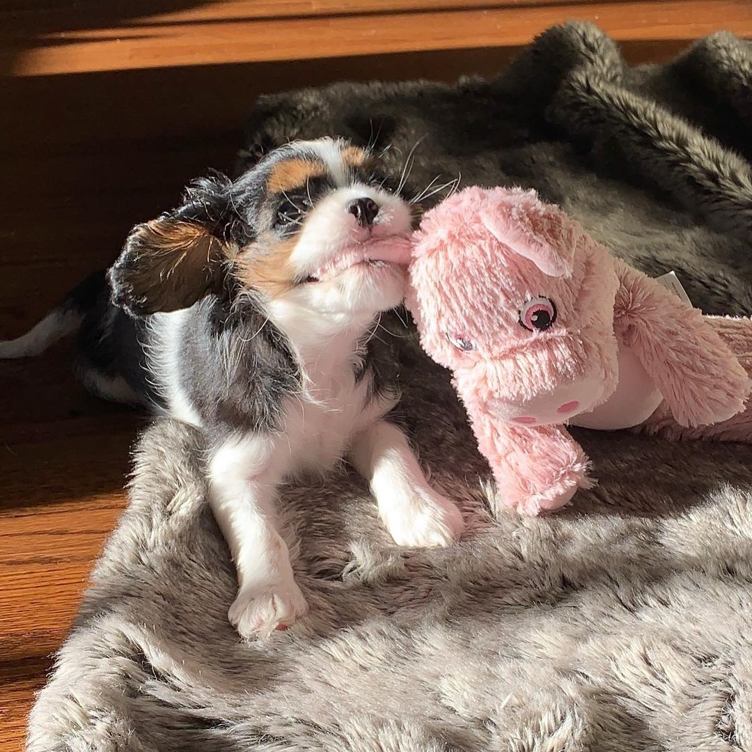 teacup Cavalier King Charles Spaniel