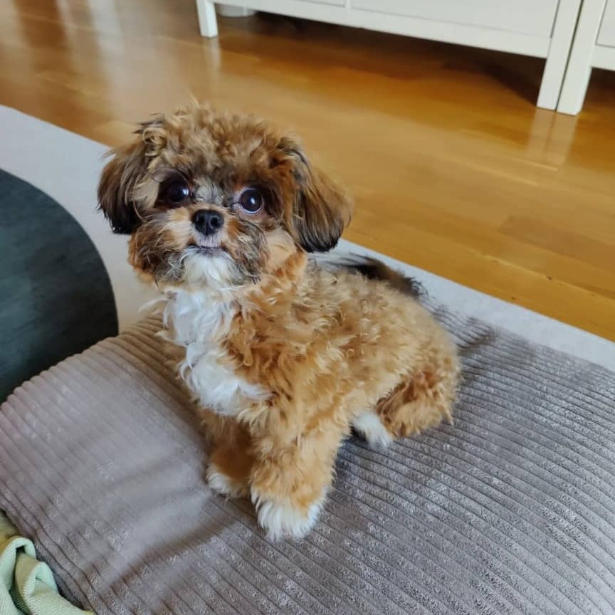 teacup Maltipoo