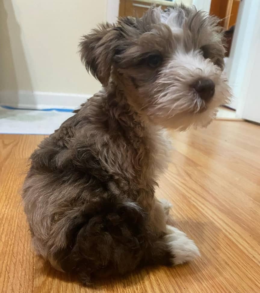 teacup schnauzer