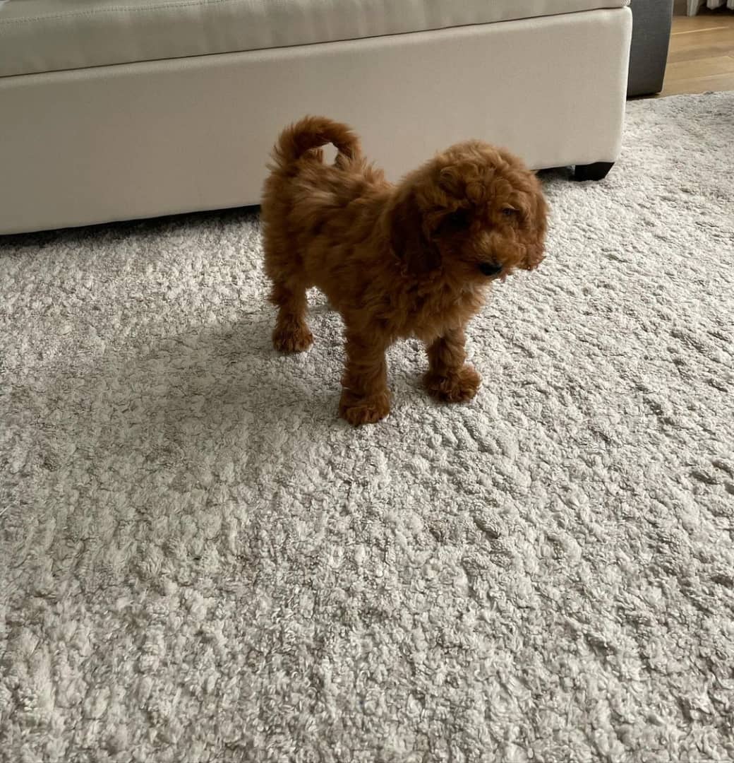 cinnamon micro poodle for sale