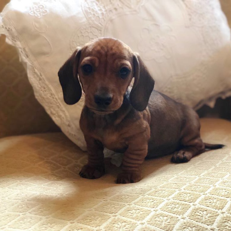 teacup Cavalier King Charles Spaniel