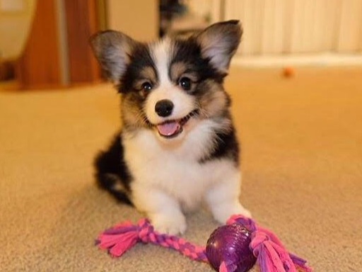 Pembroke welsh corgi for sale