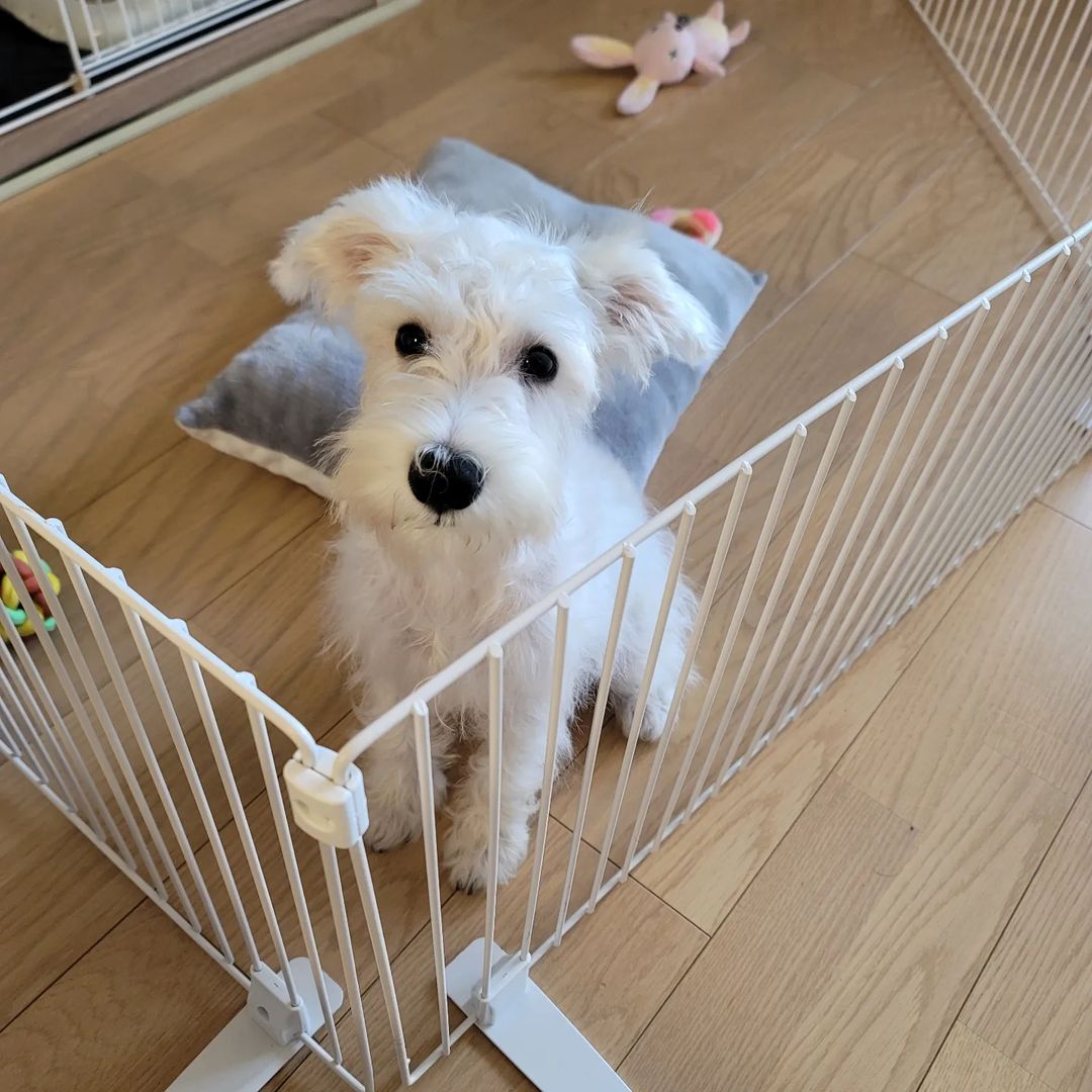 teacup schnauzer